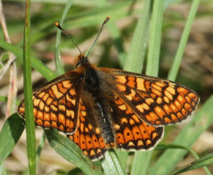 Euphydryas1