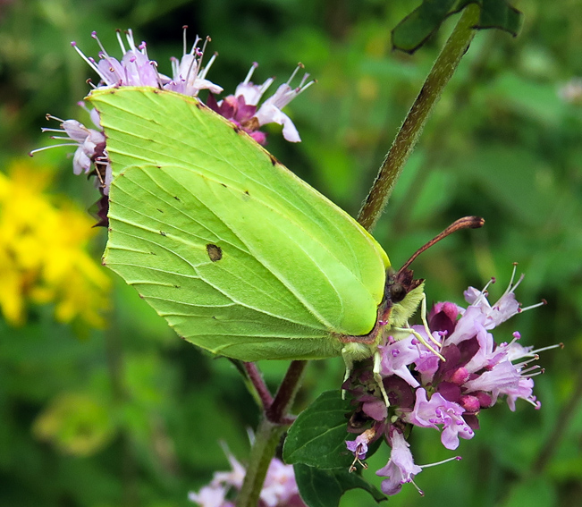 Gonepteryx10