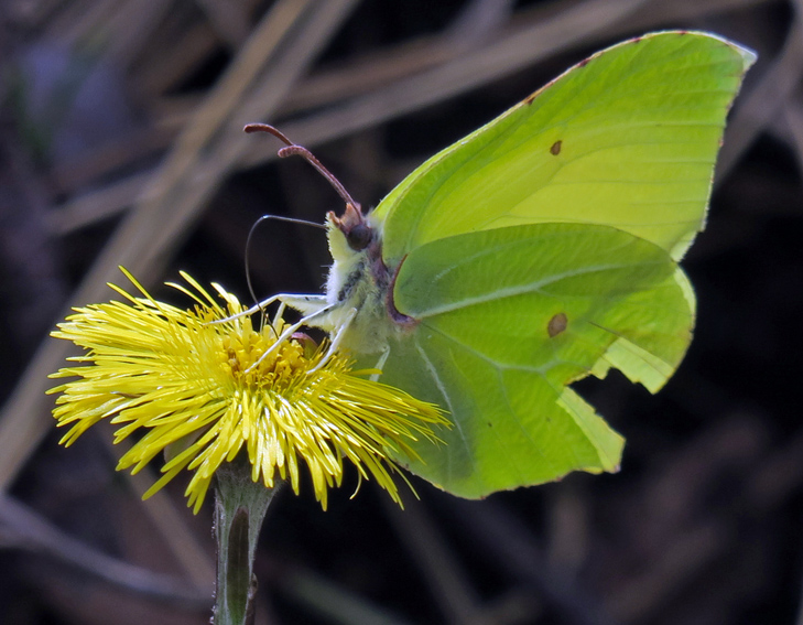 Gonopteryx6