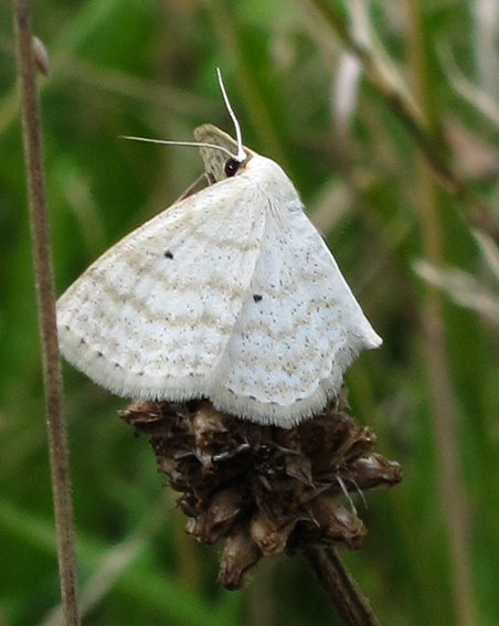 Idaea2