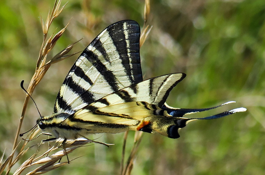 Iphiclides3