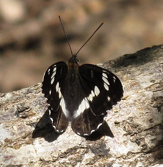 Limenitis4