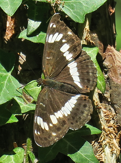 Limenitis2