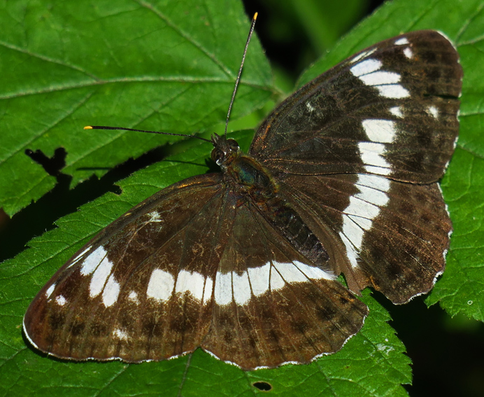 Limenitis1