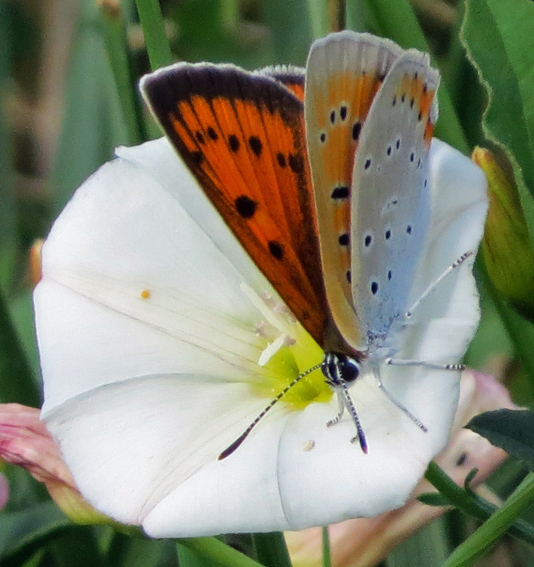 Lycaena5