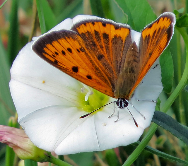 Lycaena6