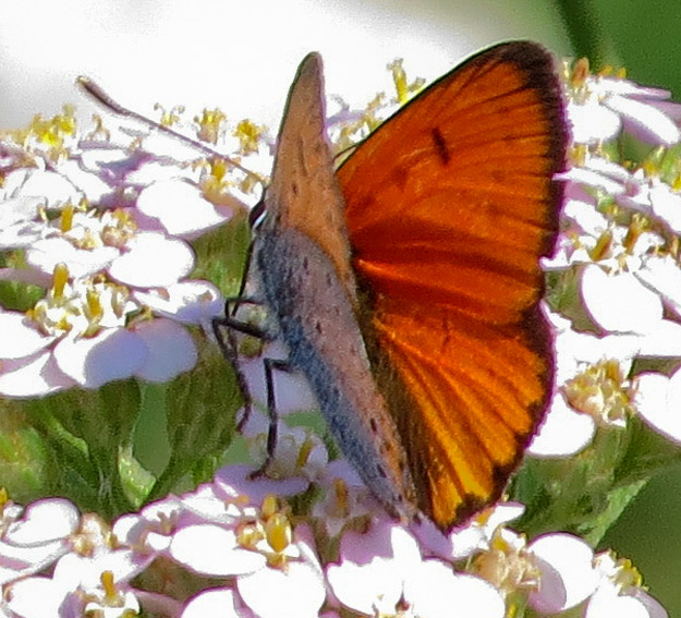 Lycaena9