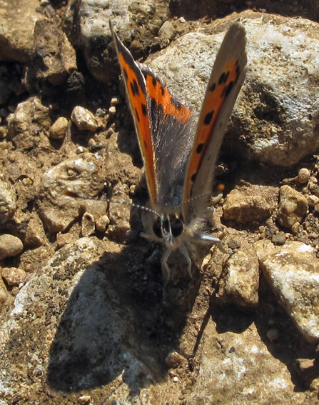 Lycaena1