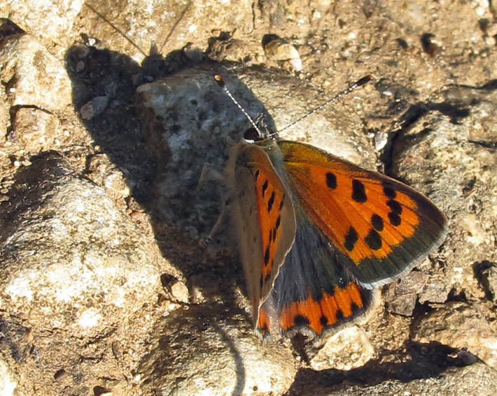 Lycaena3