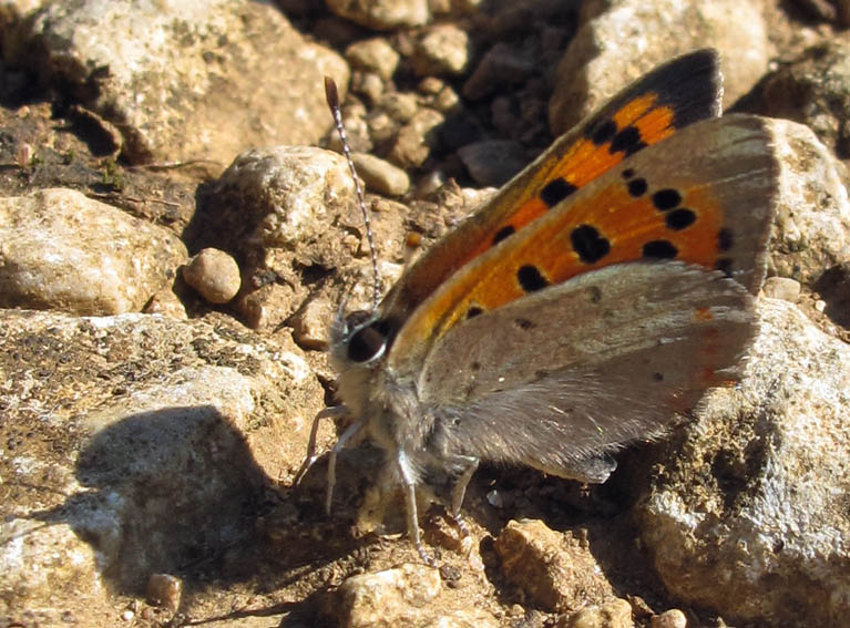 Lycaena2