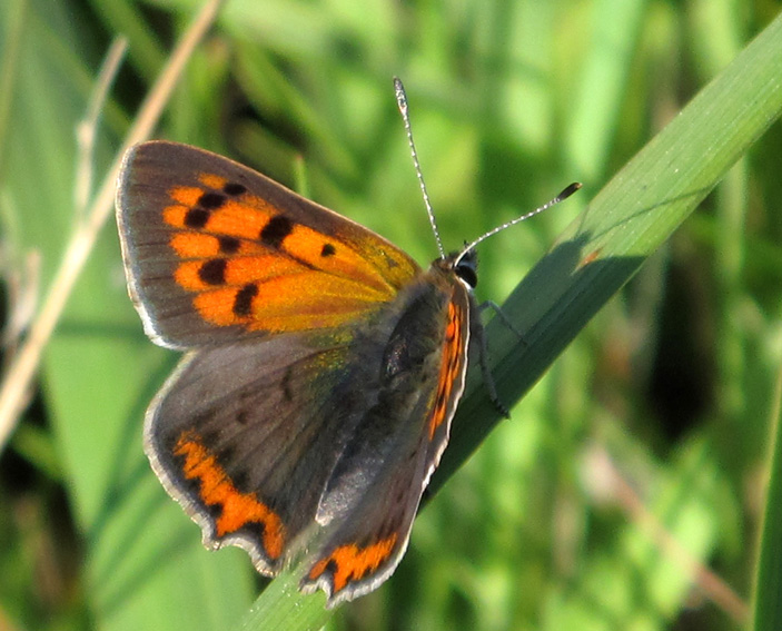 Lycaena4