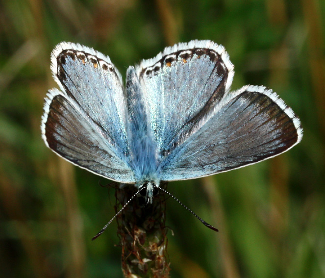 Polyommatinae7