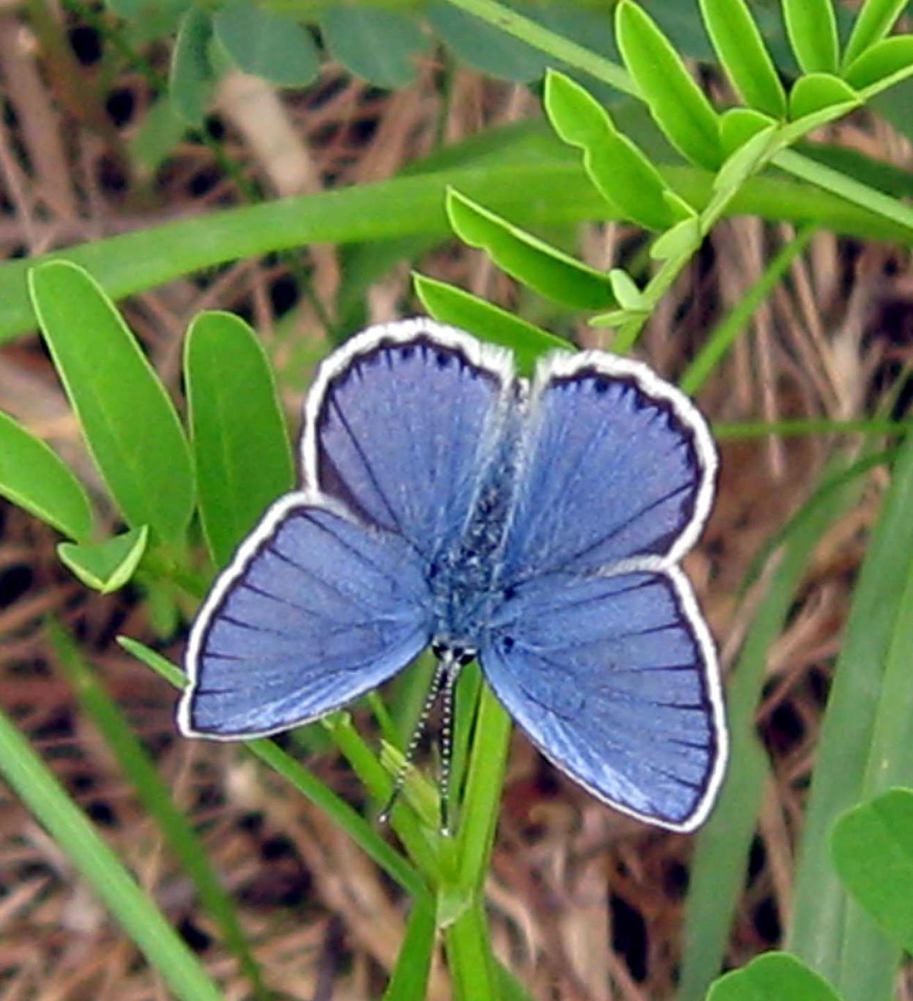 Plebejus1