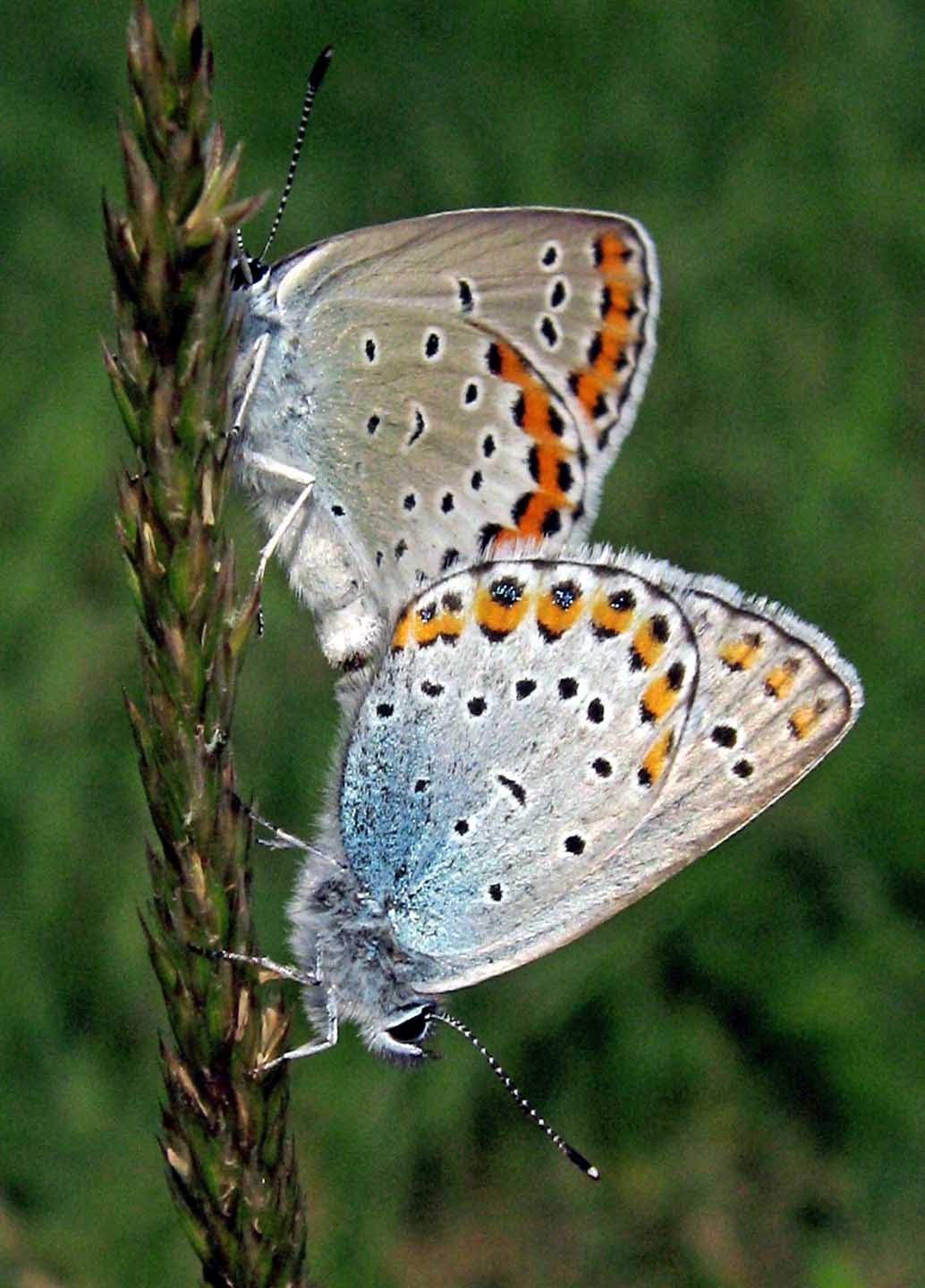 Plebejus2