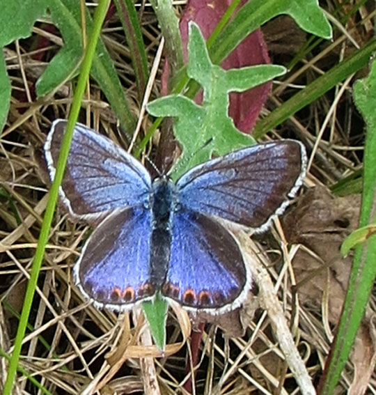 Plebejus3