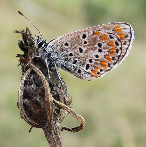 Polyommatus7