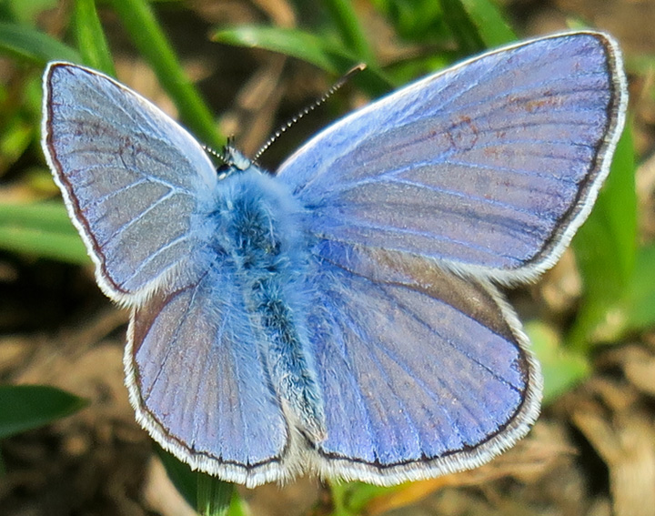 Polyommatus2