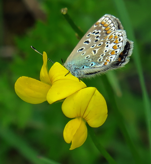 Polyommatus8