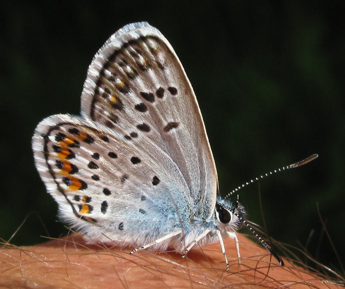 Polyommatus6