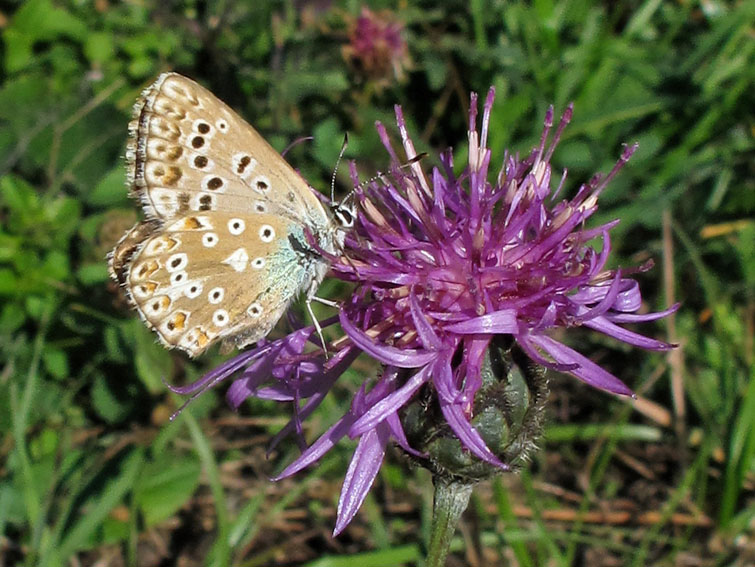 Polyommatus3