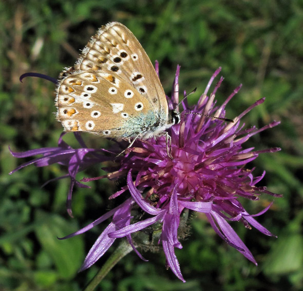 Polyommatus4