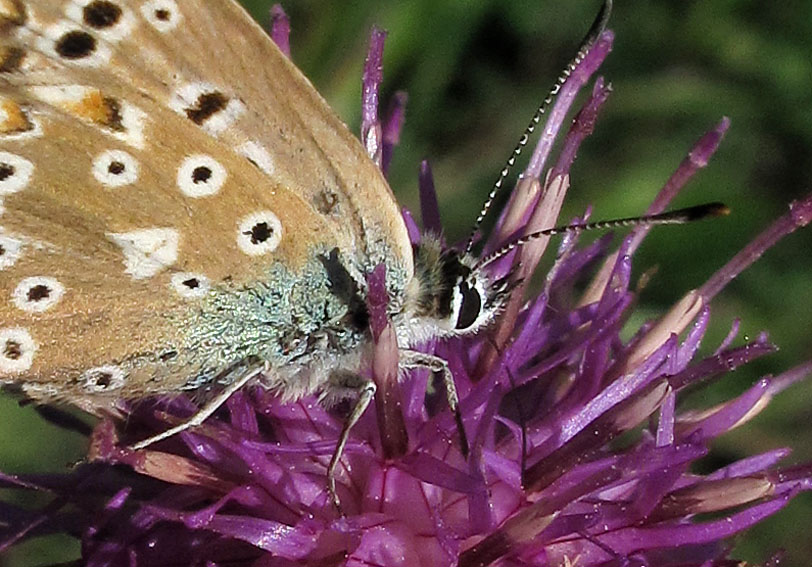 Polyommatus5