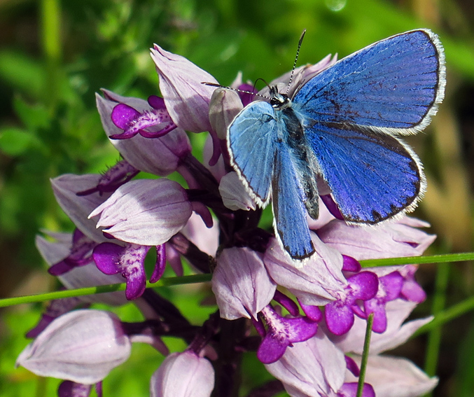 Polyommatus1