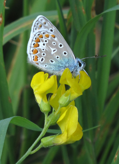 Polyommatinae2