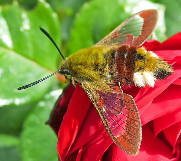 hemaris2