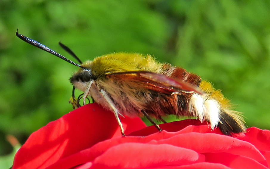 hemaris4
