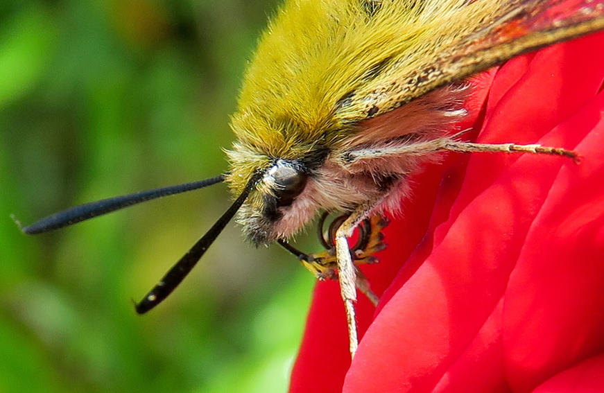 hemaris5