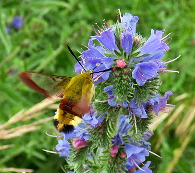 hemaris6