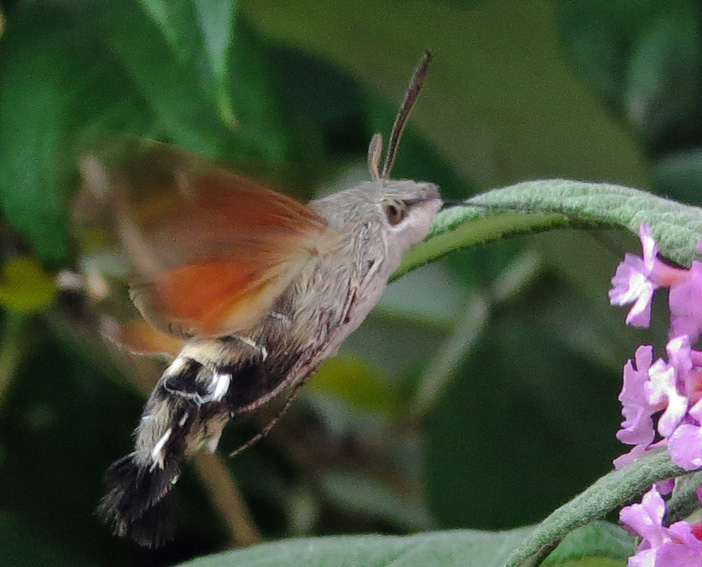 Macroglossum4