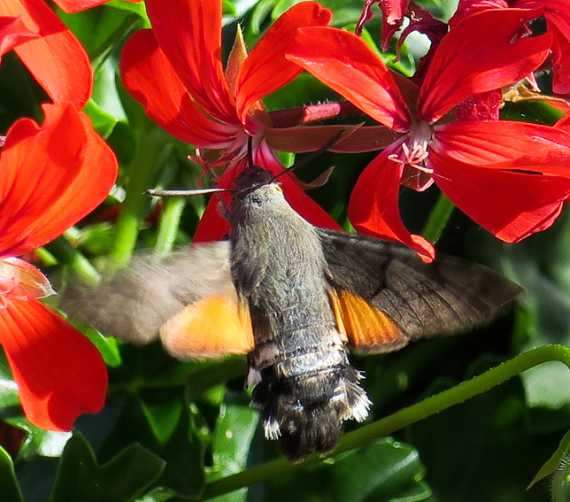 Macroglossum1