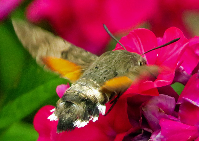 Macroglossum6