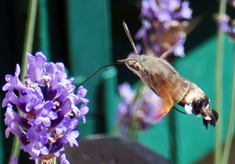 Macroglossum3