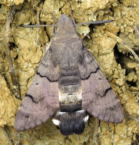 Macroglossum8