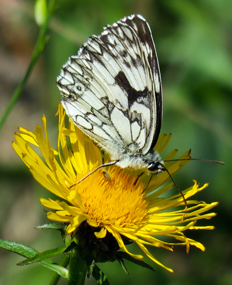 Melanargia5