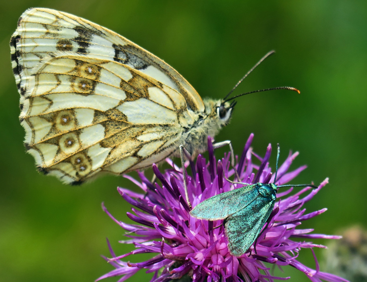 Melanargia2