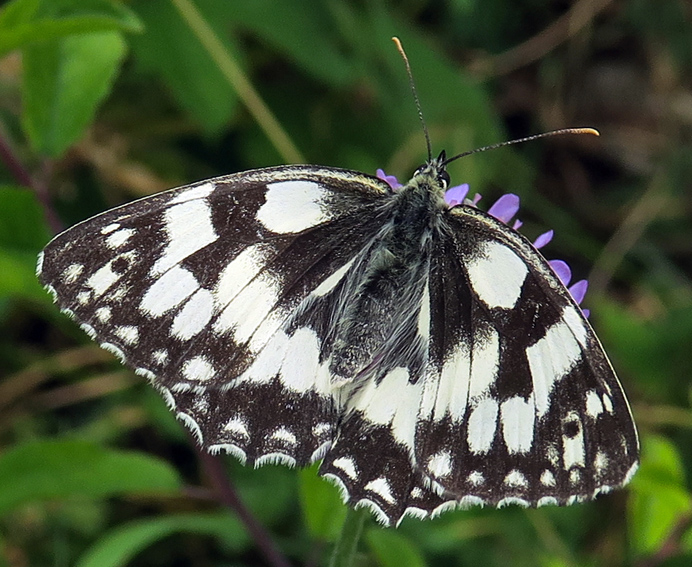 Melanargia1