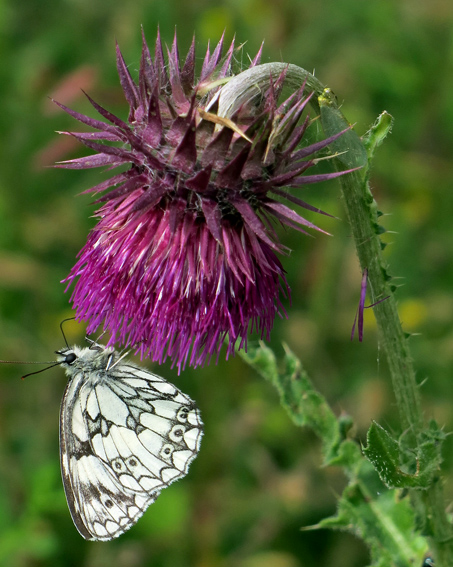 Melanargia9