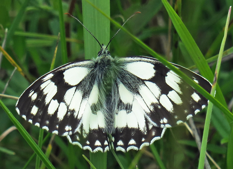 Melanargia10