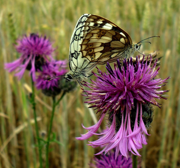 Melanargia7