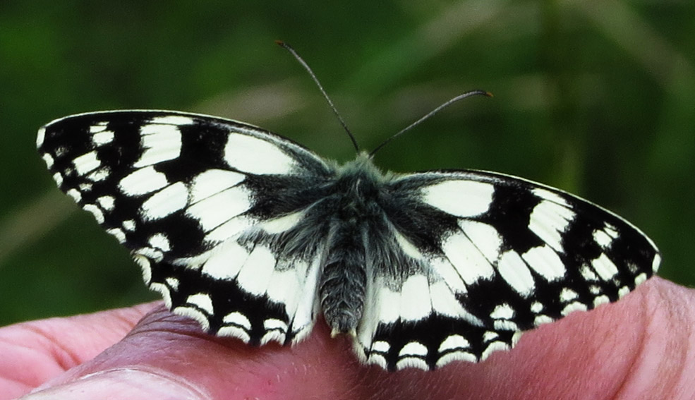 Melanargia8