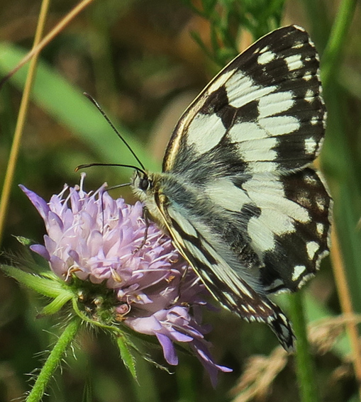 Melanargia3a