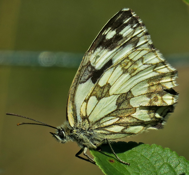 Melanargia6