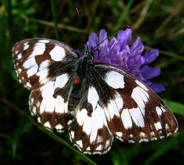 Melanargia4