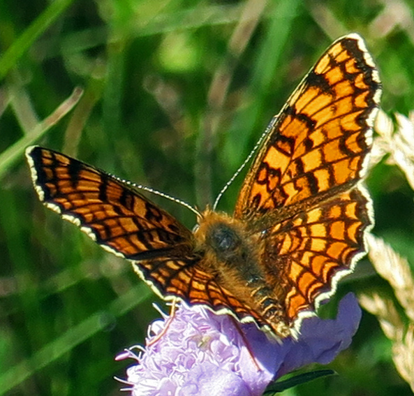 Melitaea2