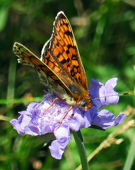 Melitaea2a