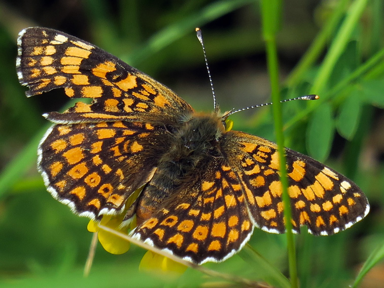 Melitaea3